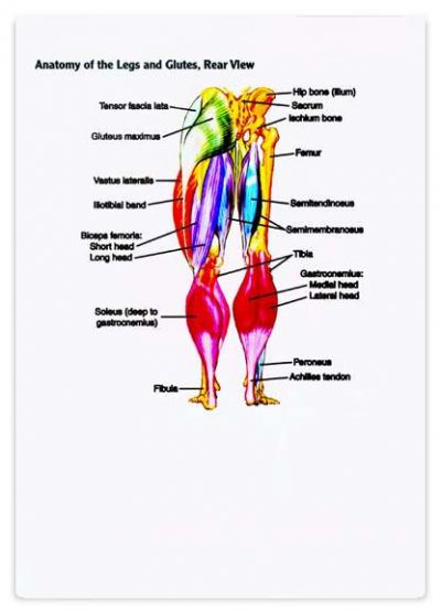 آناتومی تمرینات با وزنه به همراه تصاویر رنگی از عضلات