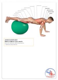 آناتومی حرکات اصلاحی کمر درد : راهنمای کامل با آموزش تصویری