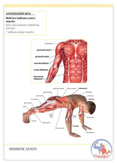 کتاب آناتومی تمرینات عضلات مرکزی