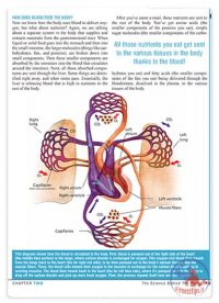 کتاب پمپ عضلانی در بدنسازی برای افزایش حجم عضلات