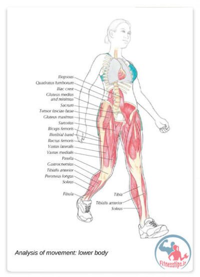 کتاب آناتومی تقویت ورزشی زنان : راهنمای بصری جامع