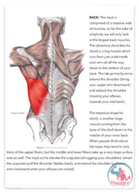 کتاب مبانی هایپرتروفی عضلانی به همراه آموزش تصویری