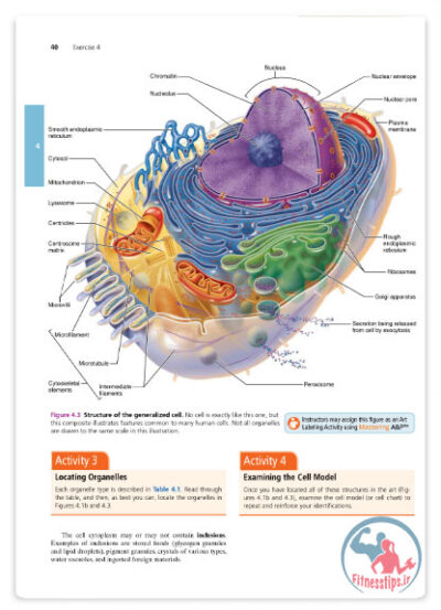 کتاب آزمایشگاه آناتومی و فیزیولوژی : سفر اکتشافی در بدن انسان