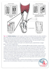 پیشگیری از آسیب دویدن و صدمات رایج ورزشی
