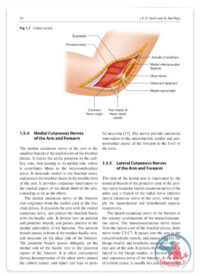 کتاب آسیب‌های ورزشی آرنج : تشخیص، درمان و پیشگیری