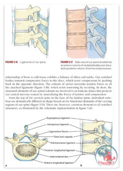 کتاب مصور آناتومی یوگا به همراه آموزش حرکات و تکنیک‌ها
