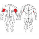 عضله جلو بازو و تمرینات با وزنه برای بدنسازی