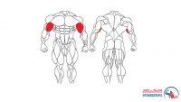 عضله جلو بازو و تمرینات با وزنه برای بدنسازی