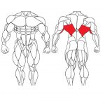عضله زیربغل و تمرینات با وزنه برای بدنسازی