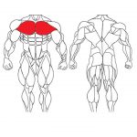 عضله سینه ای و تمرینات با وزنه برای بدنسازی