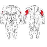 عضله پشت بازو و تمرینات با وزنه برای بدنسازی